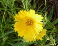 coreopsis lanceolata 6-11.jpg